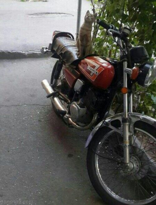 [عکس: 1967450045-parsnaz-com.jpg]