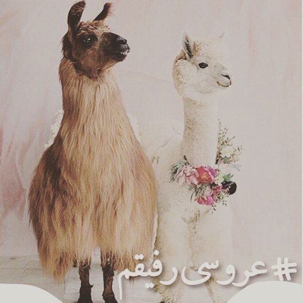 جذاب ترین پست های اینستاگرام + عکس نوشته برای اینستاگرام (5) جذاب ترین پست های اینستاگرام + عکس نوشته برای اینستاگرام (5)