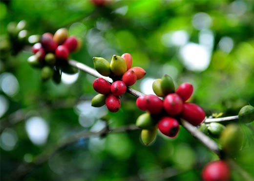 عکسهای جنگل های زیبای آمازون