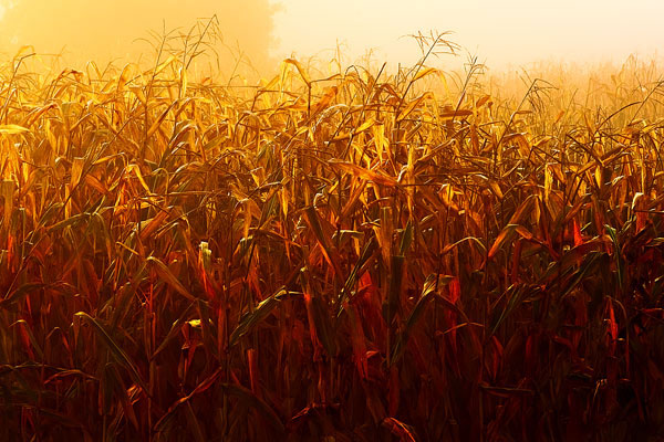 عکسهایی از طبیعت زیبای دنیا