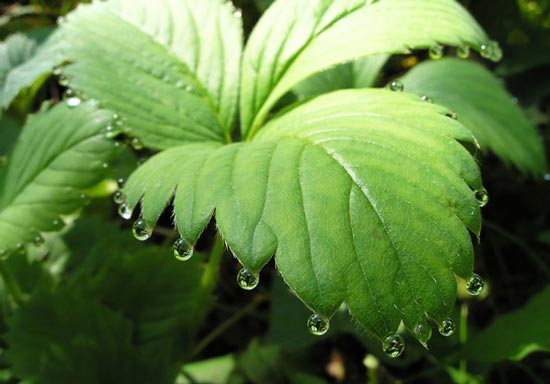 عکس های گوناگون از طبیعت زیبای جهان