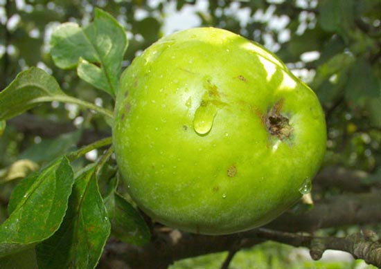 عکس های گوناگون از طبیعت زیبای جهان