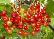 عکس های گوناگون از طبیعت زیبای جهان