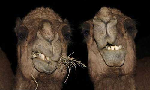 عکس خنده دار از نوشته های بسیار طنز (86)