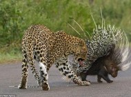 مبارزه جالب جوجه تیغی با پلنگ +عکس