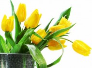 عکس گل های زیبا و دیدنی
