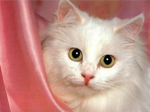 تصاویر دوست داشتنی گربه های ناز پشمالو