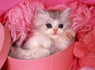 تصاویر دوست داشتنی گربه های ناز پشمالو