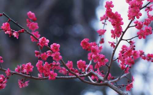 تصاویر گوناگون از گل های زیبا و طبیعی
