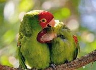 این دو پرنده از صمیم قلب عاشق هم هستند + عکس