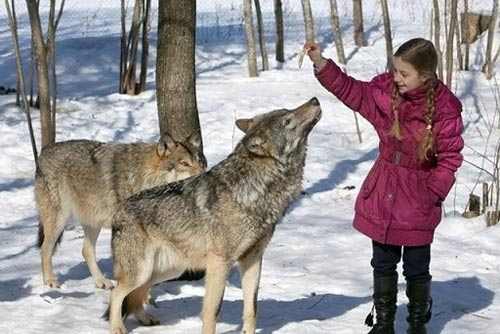 زندگی صمیمی یک خانواده با گرگ های وحشی + عکس