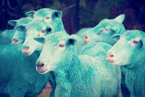عکس های دیدنی از گوسفندهای رنگین کمانی