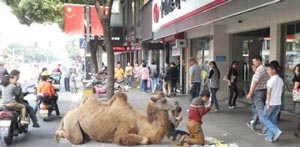 روش خاص گدایی کردن در کشور چین +تصاویر