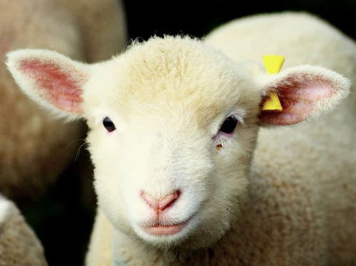 عکس هایی جالب بره های دوست داشتنی