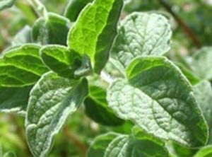 فواید و خواص گیاه پونه برای بدن انسان فواید و خواص گیاه پونه برای بدن انسان