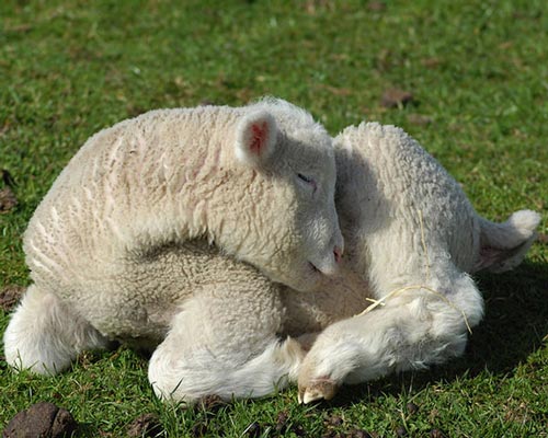 عکس هایی جالب بره های دوست داشتنی