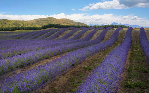 سری جدید عکس های زیبا و آرامش بخش از طبیعت