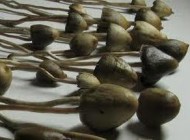 مطالب جالب درباره ماده مخدر ماشروم