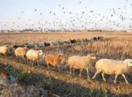 خواستگاری عجیب یک کشاورز از نامزدش در طویله گوسفندان! +عکس