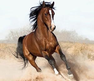 دنیای جالب اسب ها