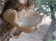 خواص مناسب سقز برای بدن انسان