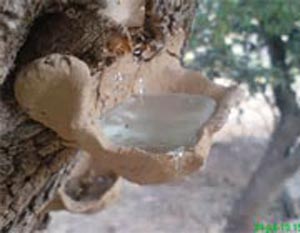 خواص مناسب سقز برای بدن انسان