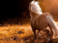 اسبی به قیمت 3 میلیاردتومان درایران! +عکس