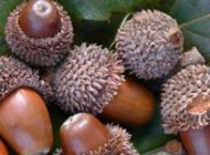 فواید جالب میوه ی بلوط برای بدن انسان