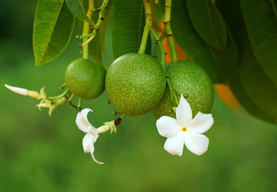 زیباترین گل های پر خطر