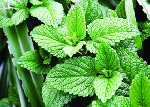 جایگزین طبیعی و خوش عطر برای بیوتیک ها