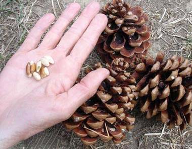 افزایش میل جنسی با 9 ماده غذایی پر انرژی