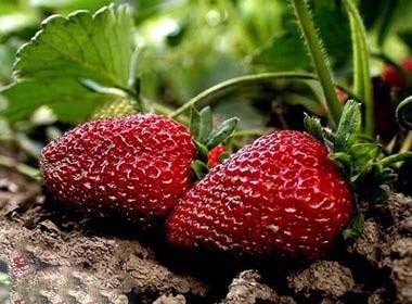 افزایش میل جنسی با 9 ماده غذایی پر انرژی