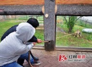 مسابقه طناب کشی با حیوانات در باغ وحش