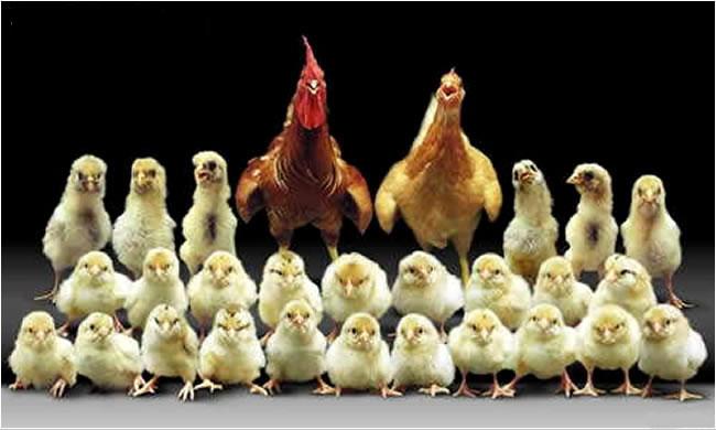 انتشار عکس های خانوادگی بدون اجازه