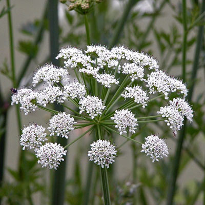 زیباترین گل های پر خطر