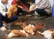 آنفلانزای مرغی به ایران رسید