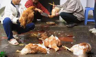 آنفلانزای مرغی به ایران رسید