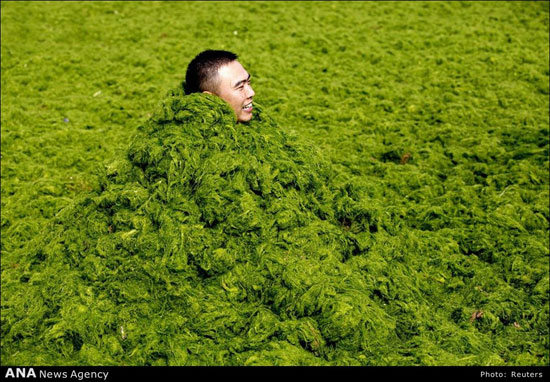 تفریح و شنا در سواحل و دریای جلبکی چین