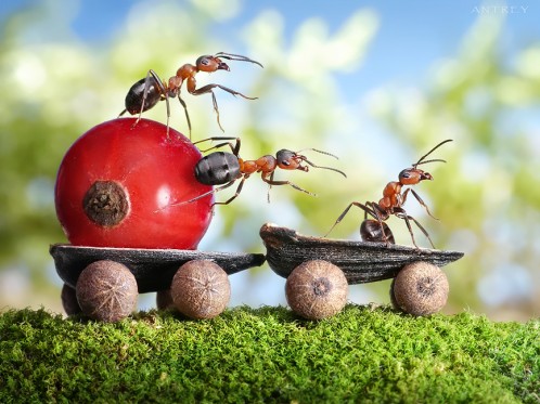 تصاویر فانتزی از دنیای مورچه ها
