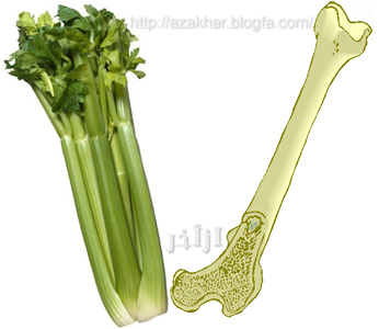 میوه هایی که از لحاظ ظاهری شباهت بسیار زیادی به اندام بدن انسان دارند
