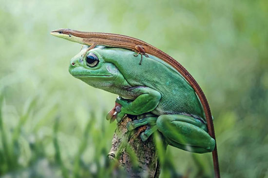 دنیای زیبا و جالب قورباغه ها