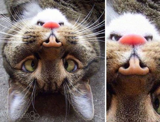 شباهت های عجیب اما بامزه