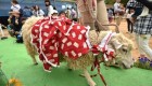 گوسفندی که با 20 ژاکت مردانه زندگی میکرد