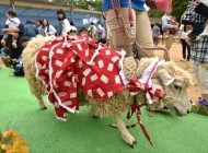 گوسفندی که با 20 ژاکت مردانه زندگی میکرد