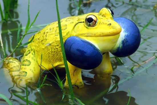 دنیای زیبا و جالب قورباغه ها