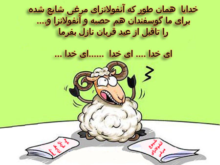 تصاویر طنز قبل از قربانی کردن گوسفندان
