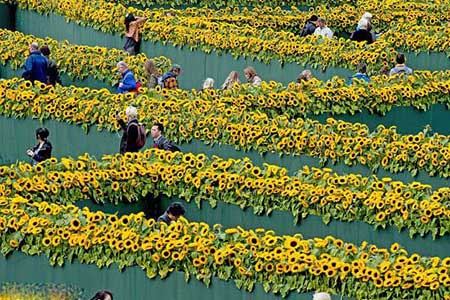 آشنایی با باغ های زیبای ماز + عکس