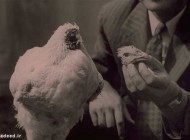 داستان واقعی زندگی مرغ بی سر