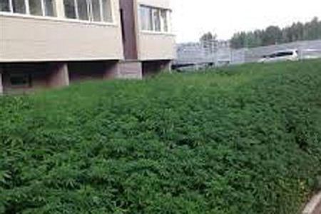 شهرداری که اشتباهآ به جای چمن ماری جوانا کاشت