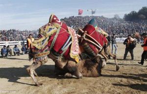 فستیوال عجیب و جالب کشتی شترها در ترکیه